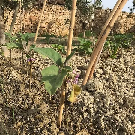 Panzió Dar Il-hena Organic *