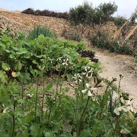 Dar Il-hena Organic Panzió *